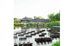 2026儋州夏季团建新篇：贝塔团建以‘长安的荔枝’解锁国风团建新体验